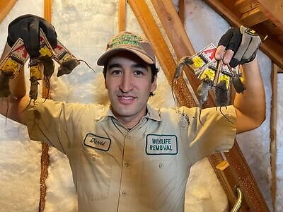 Scranton pest control
